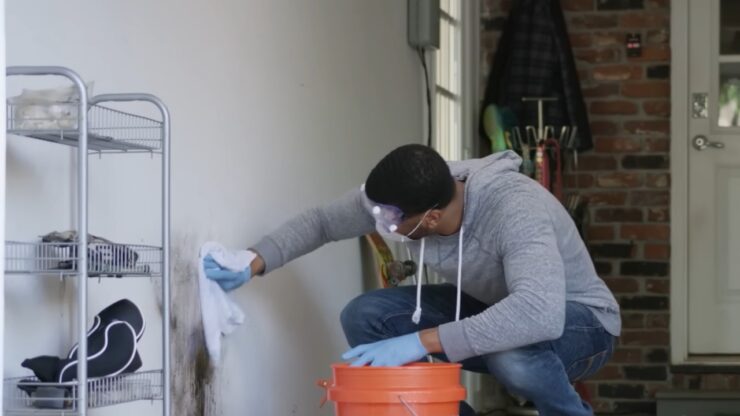 DIY Mold Remediation vs. Professional Services